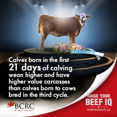 Shorter Calving Seasons Could Boost Profitability for Canadian Beef Producers