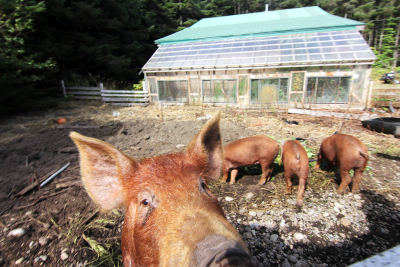 Alberta hog market update