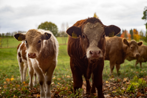 What Alberta Ranchers Can Learn from Water Stewardship in B.C.