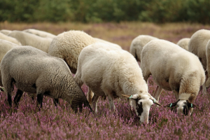 Federal government expands AgriStability to cover pasture-related feed costs