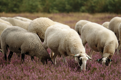 Federal government expands AgriStability to cover pasture-related feed costs