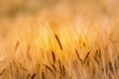 310-FARM: One Call Connects Alberta Producers to Support and Answers