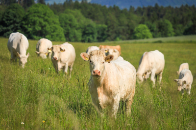 Applications to Open for 2026 Rotational Grazing Support Program