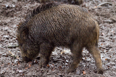 The Alberta Invasive Species Council Wants You to ‘Squeal on Pigs!’