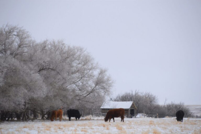 Preventing Foreign Material Hazards in Beef Cattle Operations
