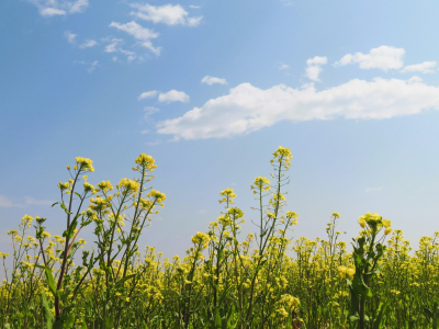 CCGA Opens 2026 Cash Advance Applications for Farmers