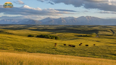 Protecting Alberta’s Grasslands: Public Feedback Sought on OH Ranch and Proposed Pekisko Heritage Rangeland