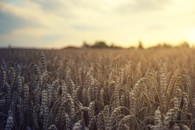 Alberta Grains Announces 2026 Executive Team and Board of Directors