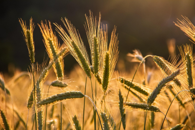 Federal Staffing Cuts Raise Concerns Over Future of Agricultural Research